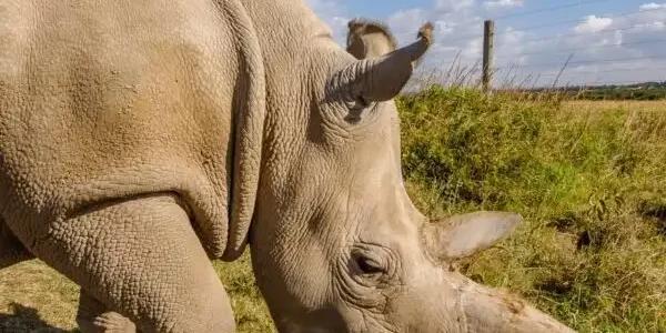 Rhinos-at-Ol-Pejeta-Conservancy-in-Kenya-Book-your-Masai-Mara-Kenya-wildebeest-migration-and-big-cat-Kenya-safari-tour-packages.webp