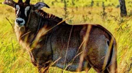 Roan antelope at Ruma National Park explore with Adeli Kenya Safaris Roan antelope at Ruma National Park explore with Adeli Kenya Safaris