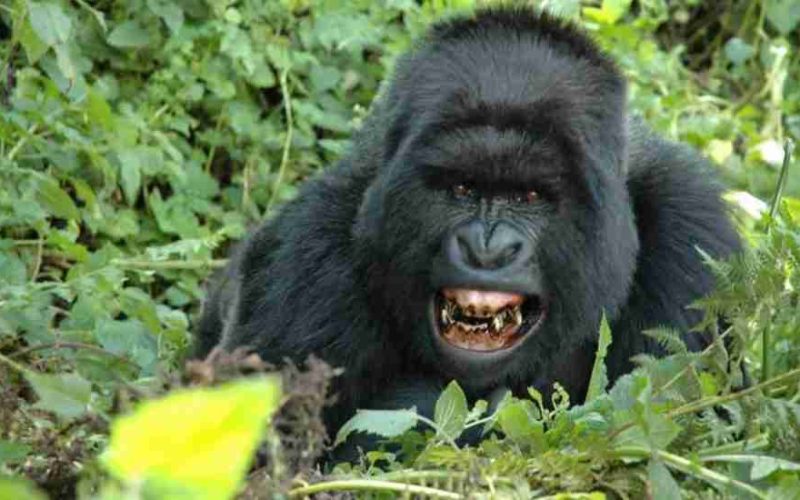 Rwanda tours & gorilla trekking  Adeli Kenya Safaris   best Africa sustainable safari tour company in Kenya