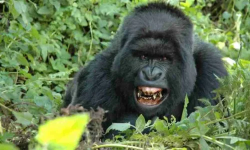 Rwanda tours & gorilla trekking Adeli Kenya Safaris best Africa sustainable safari tour company in Kenya