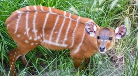 Saiwa Swamp National Park explore with Adeli Kenya Safaris Saiwa Swamp National Park explore with Adeli Kenya Safaris