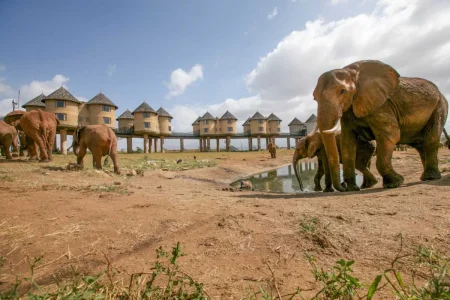 Salt Lick Safari Lodge in Kenya - the Worlds most photographed safari Lodge located Taita Hills Wildlife conservancy - Book Luxury Africa Wildlife and wildebeest migration safaris in Kenya and Tanzania with Adeli Kenya Safaris - best Africa safari tour operator & travel agency in Kenya