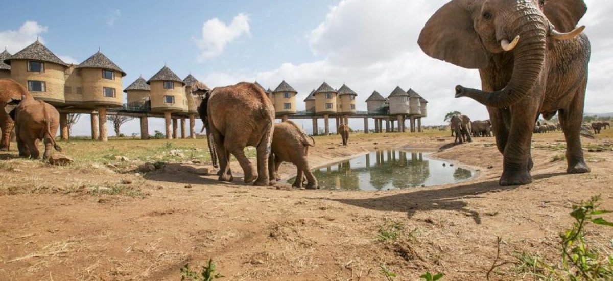 Saltlick Safari Lodge