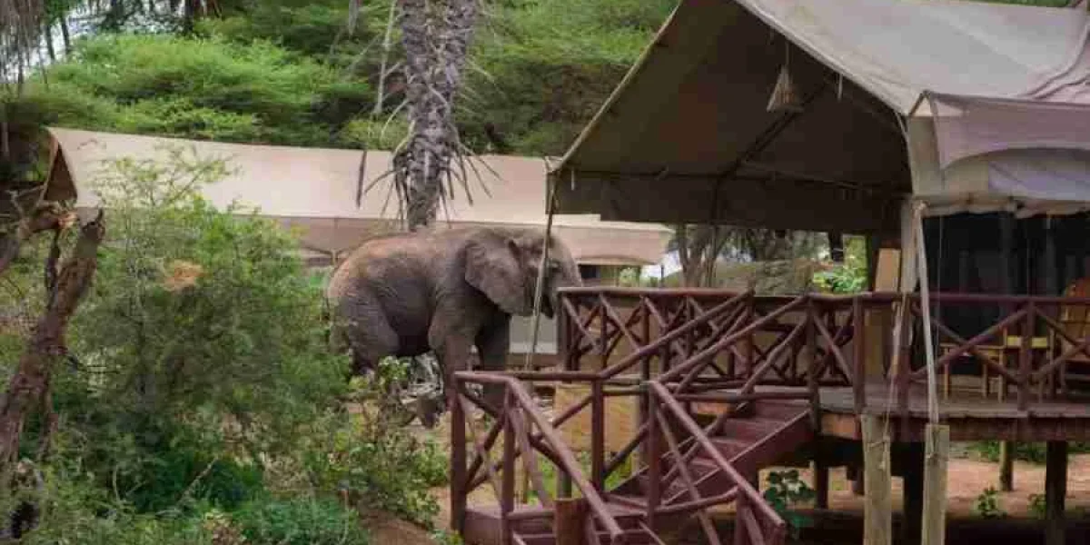 Samburu Elephant Bedroom Camp Adeli Kenya Safaris best Africa sustainable safari tour company in Kenya