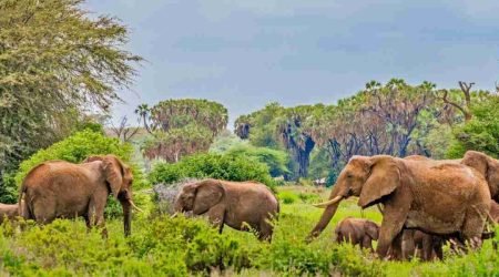 Samburu National Reserve kenya   elephants    Adeli Kenya Safaris   best Africa sustainable safari tour company in Kenya