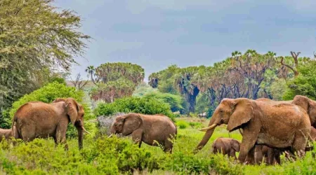 Samburu National Reserve kenya elephants Adeli Kenya Safaris best Africa sustainable safari tour company in Kenya