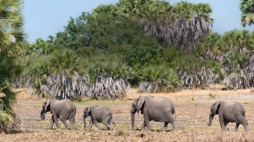 Selous game reserve Selous game reserve
