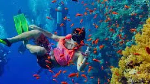 Snorkeling and Diving Zanzibar Snorkeling and Diving Zanzibar