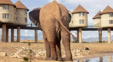 Taita Hills Wildlife Sanctuary and Saltlick Safari Lodge explore with Adeli Kenya Safaris Taita Hills Wildlife Sanctuary and Saltlick Safari Lodge explore with Adeli Kenya Safaris