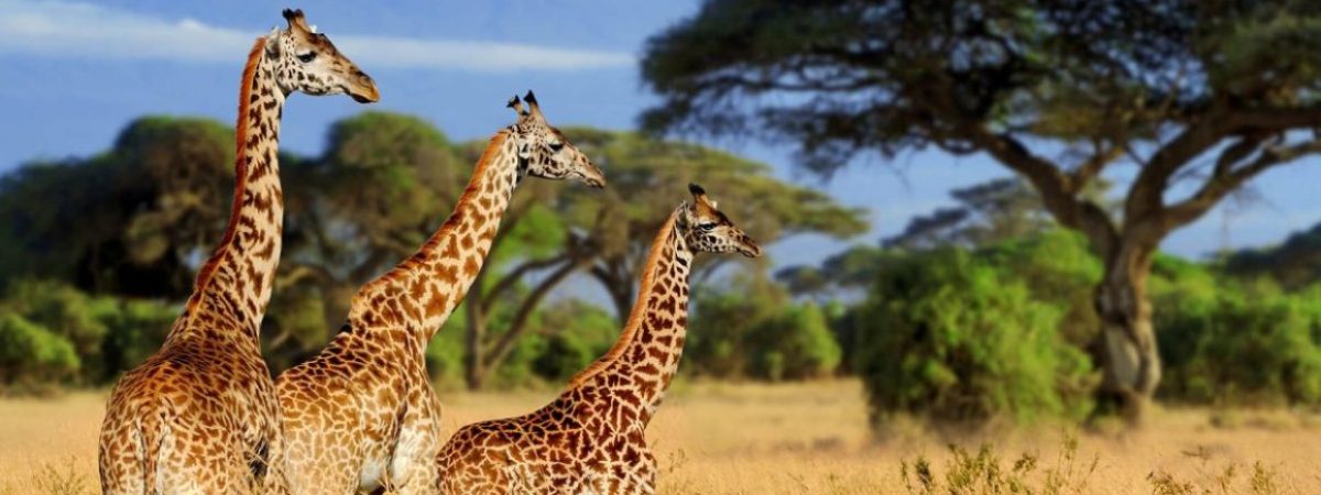 Tarangire National Park2