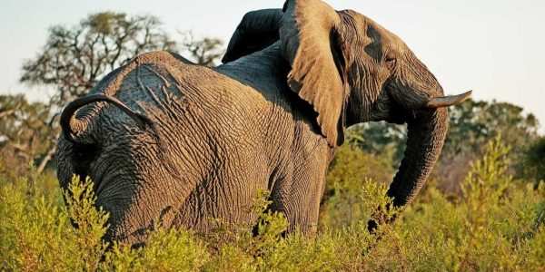 TarangireTreetops-Elephant.jpg