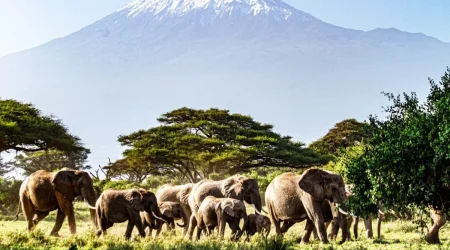 Tawi Kilitome Conservancy Amboseli National Park Tawi Lodge explore with Adeli Kenya Safaris