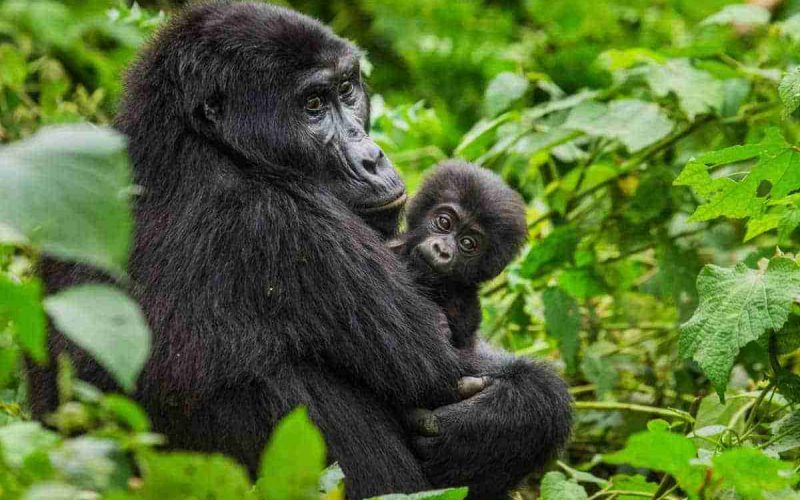 Uganda gorilla trekking tours   Adeli Kenya Safaris   best Africa sustainable safari tour company in Kenya