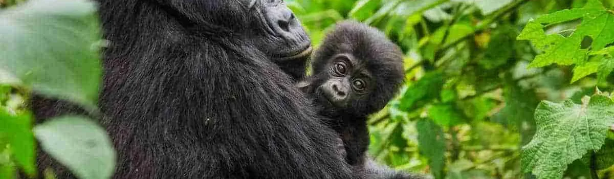 Uganda gorilla trekking tours Adeli Kenya Safaris best Africa sustainable safari tour company in Kenya