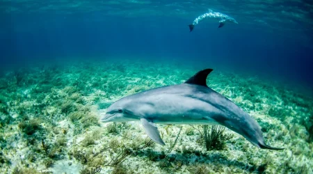 Watamu Marine National Park explore with Adeli Kenya Safaris