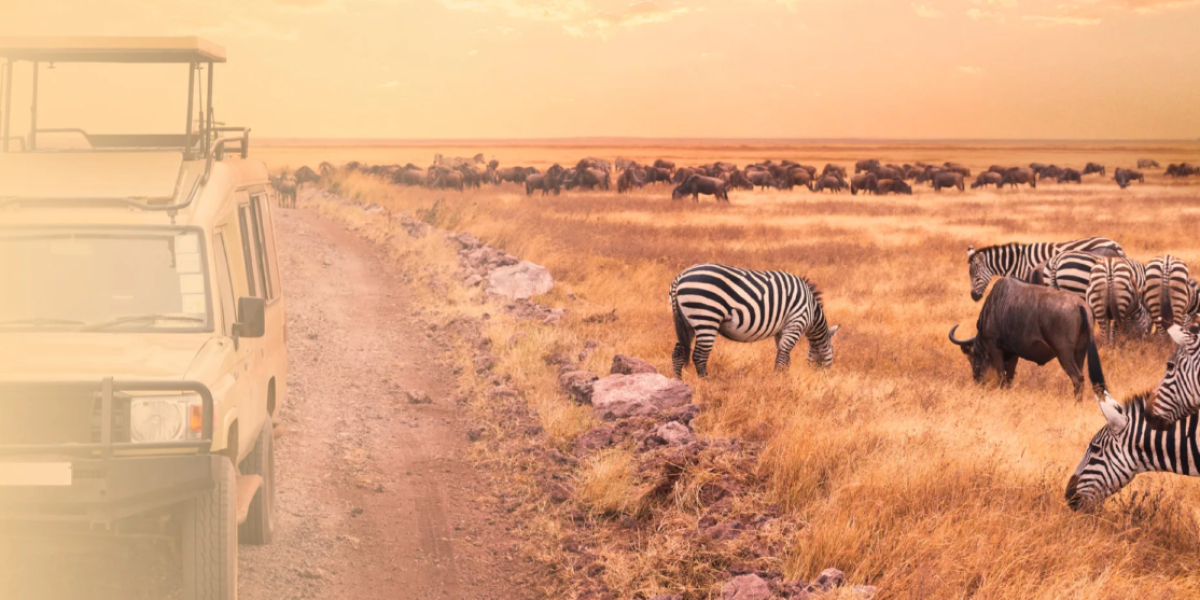 Adeli Kenya Safaris is the best Africa tour operator & travel agency in Kenya that offers Kenya safaris and Tanzania safaris