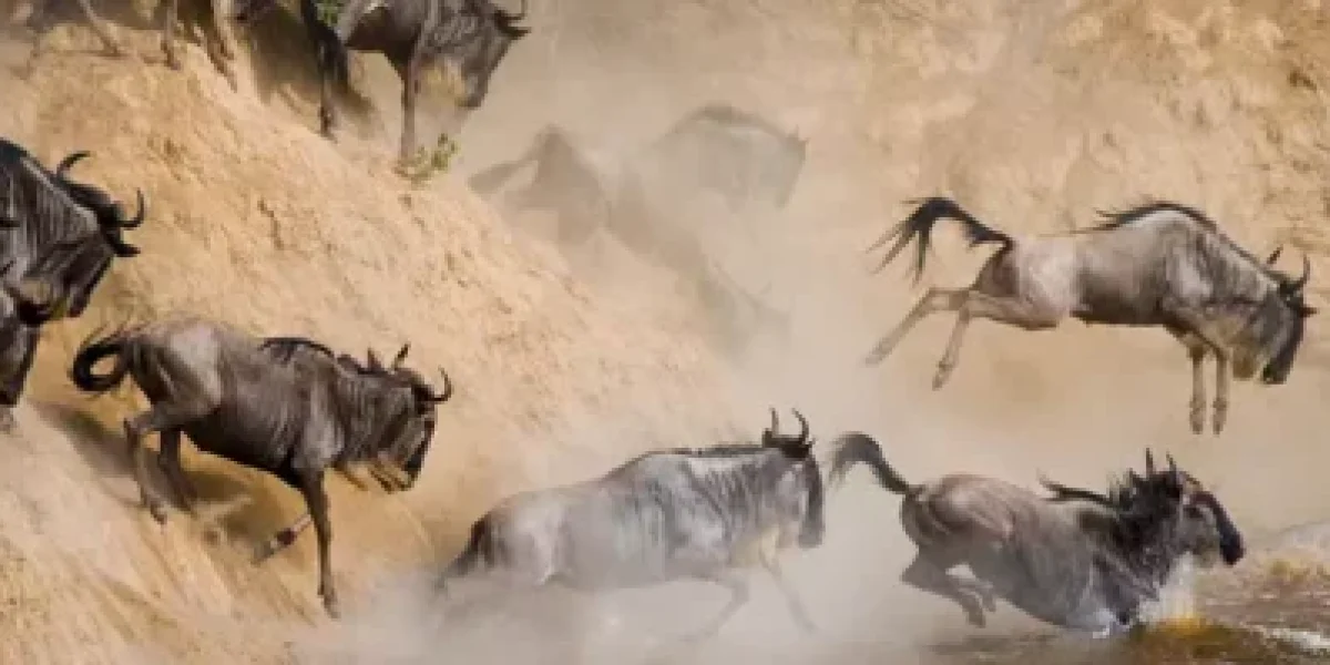 Masai Mara wildebeest Migrations Mara river crossing Masai Mara National Reserve Kenya Wildlife safaris Adeli Kenya Safaris